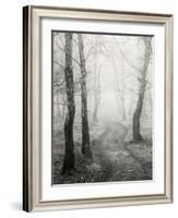 Birch Path-Craig Roberts-Framed Photographic Print