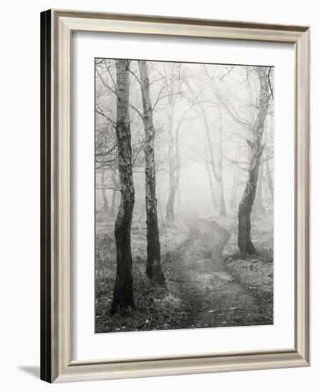 Birch Path-Craig Roberts-Framed Photographic Print