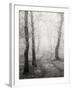 Birch Path-Craig Roberts-Framed Photographic Print