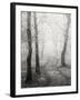 Birch Path-Craig Roberts-Framed Photographic Print