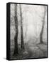 Birch Path-Craig Roberts-Framed Stretched Canvas
