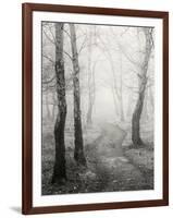 Birch Path-Craig Roberts-Framed Photographic Print