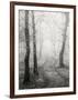 Birch Path-Craig Roberts-Framed Photographic Print