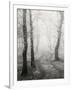 Birch Path-Craig Roberts-Framed Photographic Print