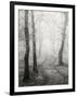 Birch Path-Craig Roberts-Framed Photographic Print