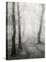 Birch Path-Craig Roberts-Stretched Canvas