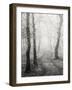 Birch Path-Craig Roberts-Framed Premium Photographic Print