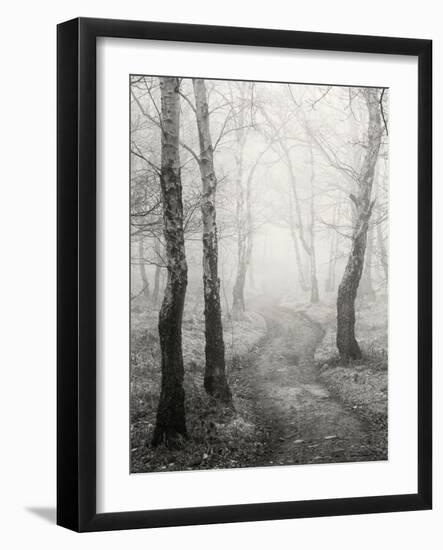 Birch Path-Craig Roberts-Framed Premium Photographic Print
