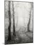 Birch Path-Craig Roberts-Mounted Premium Photographic Print