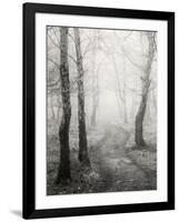 Birch Path-Craig Roberts-Framed Photographic Print