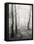 Birch Path-Craig Roberts-Framed Stretched Canvas