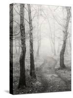 Birch Path-Craig Roberts-Stretched Canvas