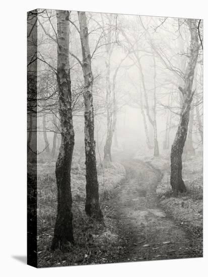 Birch Path-Craig Roberts-Stretched Canvas