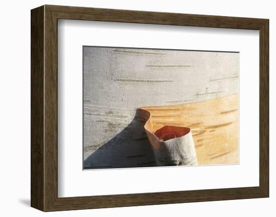 Birch Peel-Stephen Gassman-Framed Art Print