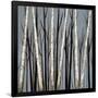 Birch Shadows-null-Framed Art Print