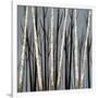 Birch Shadows-null-Framed Art Print