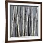 Birch Shadows-null-Framed Giclee Print