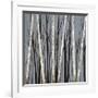 Birch Shadows-null-Framed Giclee Print