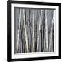 Birch Shadows-null-Framed Giclee Print