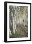 Birch Trail-Natalie Mikaels-Framed Photographic Print