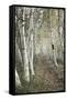 Birch Trail-Natalie Mikaels-Framed Stretched Canvas