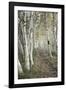 Birch Trail-Natalie Mikaels-Framed Photographic Print