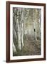 Birch Trail-Natalie Mikaels-Framed Photographic Print