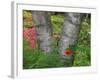 Birch Tree and Flowers, Canada-Ellen Anon-Framed Photographic Print