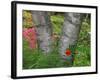 Birch Tree and Flowers, Canada-Ellen Anon-Framed Photographic Print