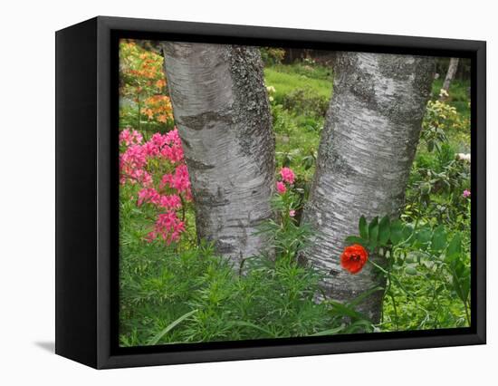 Birch Tree and Flowers, Canada-Ellen Anon-Framed Stretched Canvas