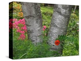 Birch Tree and Flowers, Canada-Ellen Anon-Stretched Canvas