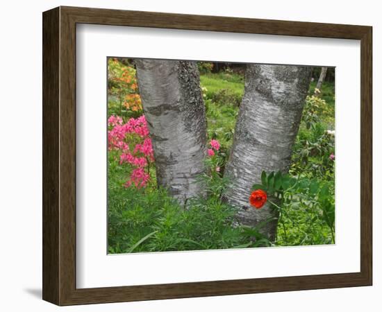 Birch Tree and Flowers, Canada-Ellen Anon-Framed Photographic Print