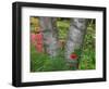 Birch Tree and Flowers, Canada-Ellen Anon-Framed Photographic Print