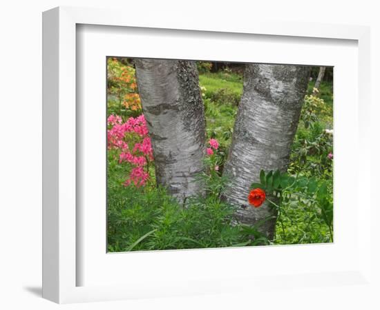 Birch Tree and Flowers, Canada-Ellen Anon-Framed Photographic Print