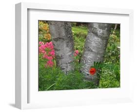 Birch Tree and Flowers, Canada-Ellen Anon-Framed Photographic Print