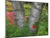 Birch Tree and Flowers, Canada-Ellen Anon-Mounted Photographic Print