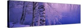 Birch Tree at a Riverside, Vuoksi River, Imatra, Finland-null-Stretched Canvas