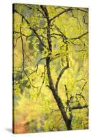 Birch Tree (Betula) by the Oulanka River, Finland, September 2008-Widstrand-Stretched Canvas