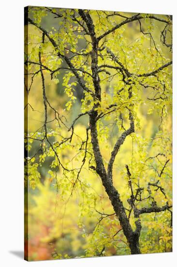 Birch Tree (Betula) by the Oulanka River, Finland, September 2008-Widstrand-Stretched Canvas