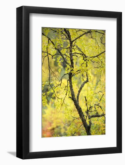Birch Tree (Betula) by the Oulanka River, Finland, September 2008-Widstrand-Framed Photographic Print