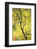 Birch Tree (Betula) by the Oulanka River, Finland, September 2008-Widstrand-Framed Photographic Print