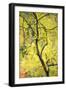 Birch Tree (Betula) by the Oulanka River, Finland, September 2008-Widstrand-Framed Photographic Print