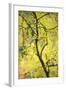 Birch Tree (Betula) by the Oulanka River, Finland, September 2008-Widstrand-Framed Photographic Print