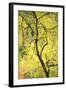 Birch Tree (Betula) by the Oulanka River, Finland, September 2008-Widstrand-Framed Photographic Print