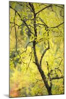 Birch Tree (Betula) by the Oulanka River, Finland, September 2008-Widstrand-Mounted Photographic Print