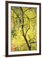 Birch Tree (Betula) by the Oulanka River, Finland, September 2008-Widstrand-Framed Photographic Print