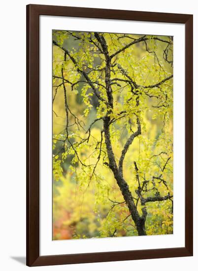 Birch Tree (Betula) by the Oulanka River, Finland, September 2008-Widstrand-Framed Photographic Print