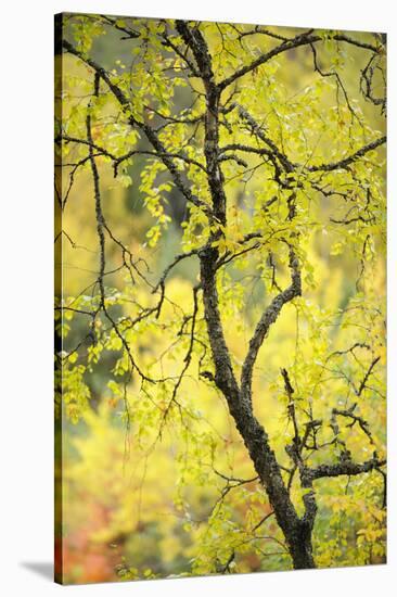 Birch Tree (Betula) by the Oulanka River, Finland, September 2008-Widstrand-Stretched Canvas