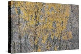 Birch Tree (Betula Pendula) Backlit at Dawn, Cairngorms Np, Glenfeshie, Inshriach, Scotland, UK-Peter Cairns-Stretched Canvas
