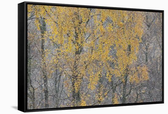 Birch Tree (Betula Pendula) Backlit at Dawn, Cairngorms Np, Glenfeshie, Inshriach, Scotland, UK-Peter Cairns-Framed Stretched Canvas